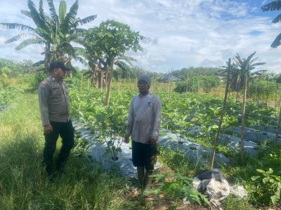 Sambangi Petani Terong, Hama Masih Menjadi Ancaman Serius