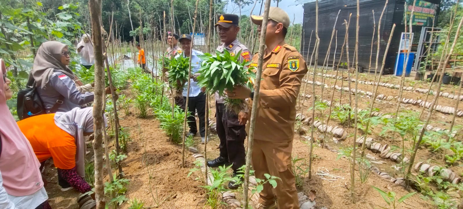 Bhabinkamtibmas Polsek Tanjung bersama Camat Tanjung, PPL Desa Wayau Kunjungi Petani Holtikultura