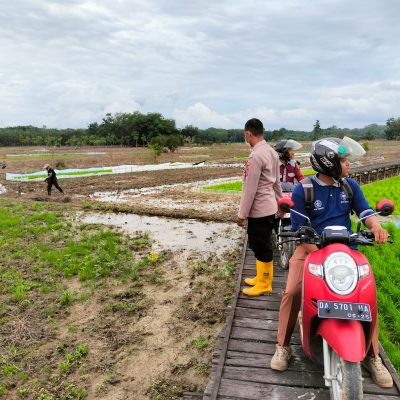 Polsek Muara Harus Dampingi Pengandalian Hama Tikus oleh Dinas Pertanian Kabupaten Tabalong