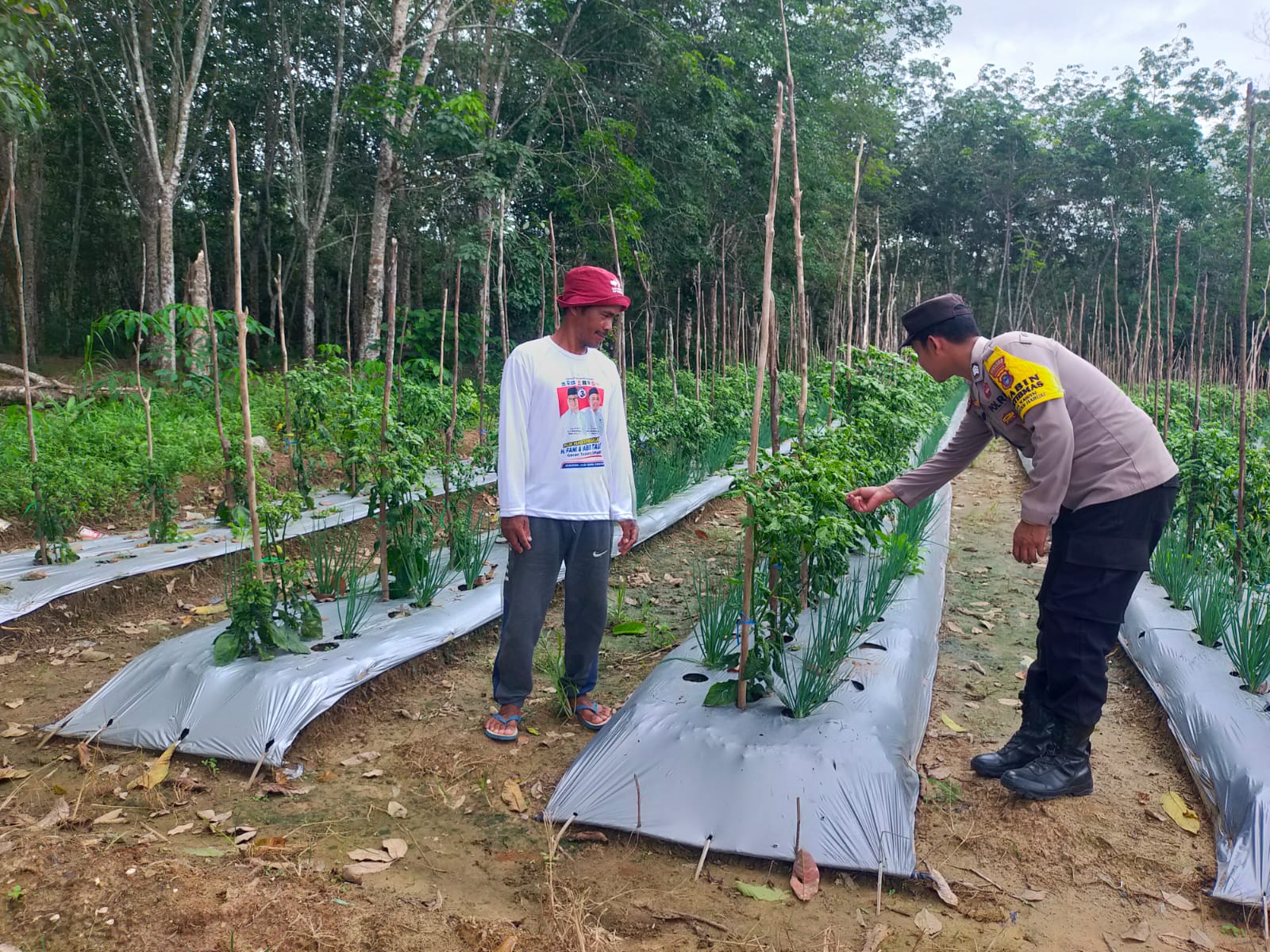 Polsek Haruai Dorong Ketahanan Pangan Holtikultura di Desa Catur Karya