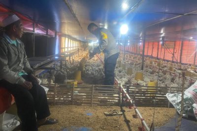 Peternak Ayam Desa Binturu Siap Dukung Ketahanan Pangan Meski Hadapi Kendala Hama