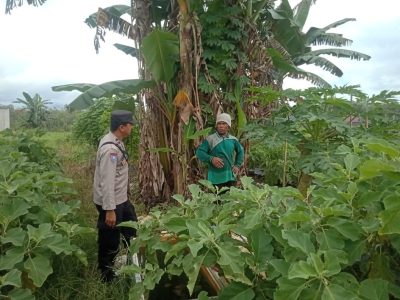 Upaya Polri Dukung Ketahanan Pangan: Bhabinkamtibmas Jalin Sinergi dengan Petani Terong Beras di Kelua