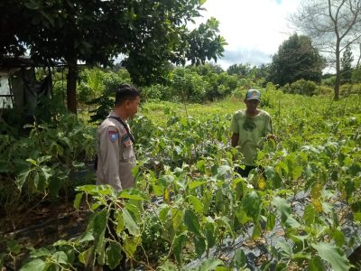 Cuaca Tak Menentu, Petani Terong Beras di Kelua Harapkan Solusi Dukungan Ketahanan Pangan