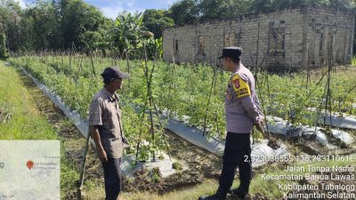 Petani Tomat di Banua Lawas Hadapi Kendala Lahan dan Cuaca, Polsek Dukung Ketahanan Pangan