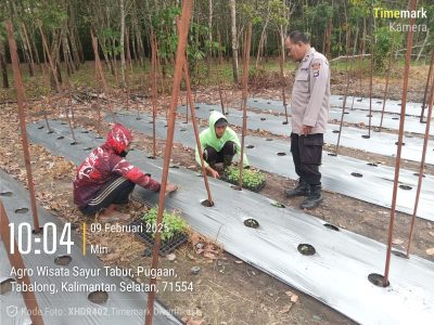 Cabe Tiung Pugaan, Harapan Ketahanan Pangan di Tengah Tantangan Alam