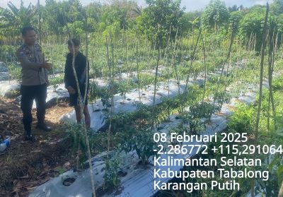 Petani Cabai Rawit Kelua Hadapi Serangan Hama, Polsek Dorong Solusi Perlindungan Tanaman