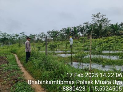 Dari Pekarangan Desa Uwie, Ketahanan Pangan Mulai Berkembang