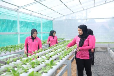 Bhayangkari Polres Tabalong Kelola Pekarangan Pangan Lestari dengan Green House untuk Ketahanan Pangan