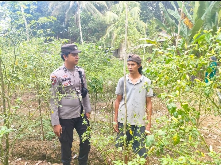 Dukung Swasembada Pangan, Bhabinkamtibmas Polsek Jaro Dampingi Petani Cabai