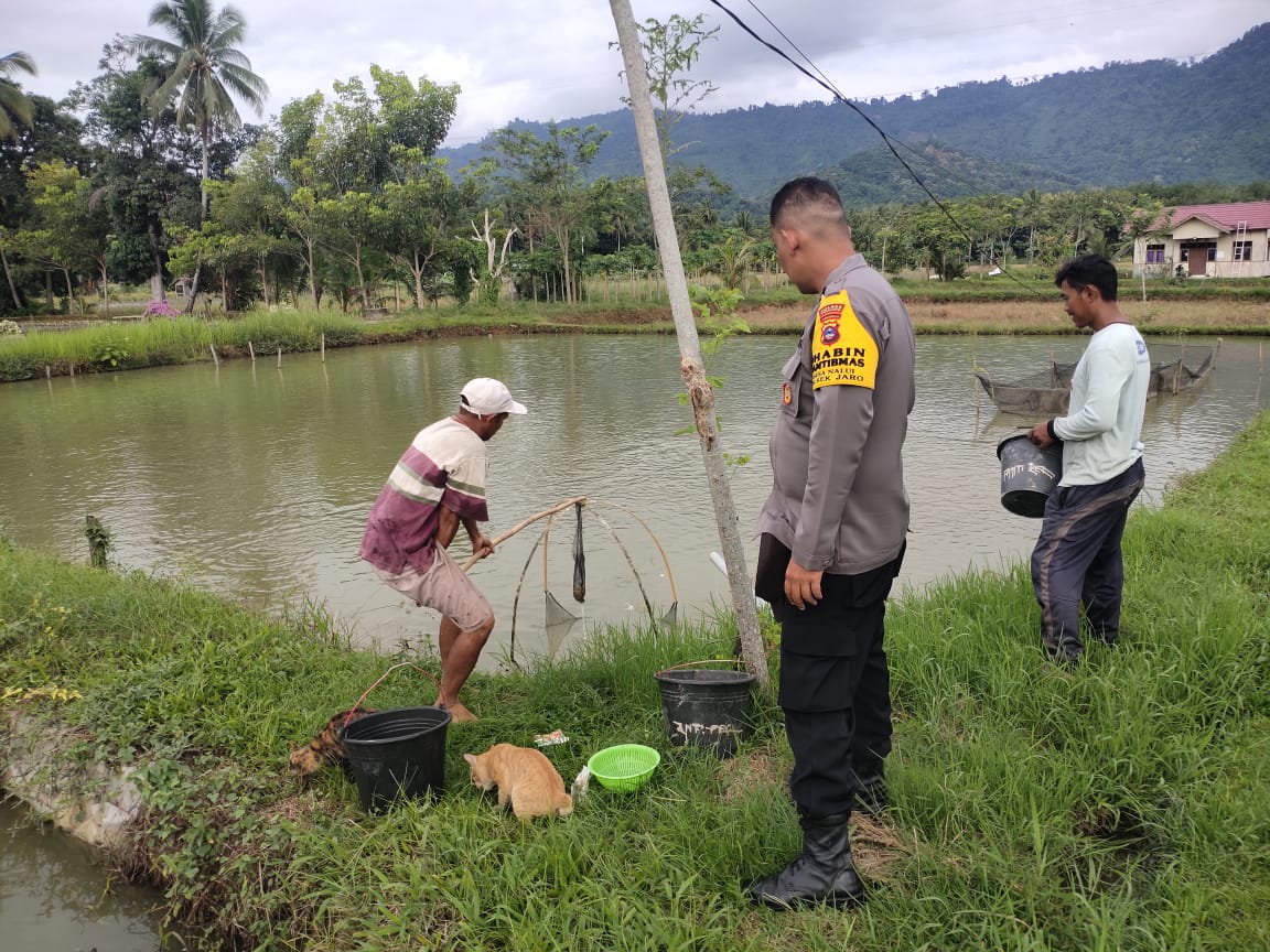 Dukung Ketahanan Pangan, Bhabinkamtibmas Polsek Jaro Monitoring Budidaya Ikan Air Tawar