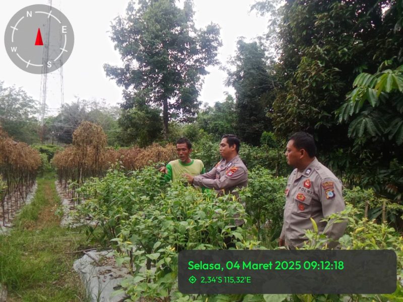 Polsek Pugaan Sambangi Petani Cabai Desa Jirak Dukung Ketahanan Pangan