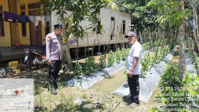 Bhabinkamtibmas Ini Kunjungi Perkebunan Cabe Di Desa Hariang