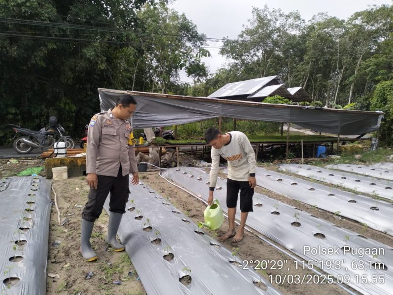 Polsek Pugaan Motivasi Dan Sambangi Petani Cabai Desa Pugaan