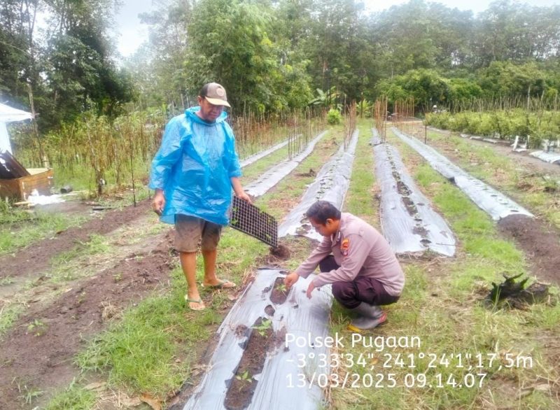 Anggota Polsek Pugaan Kunjungi Petani Cabai Desa Pugaan