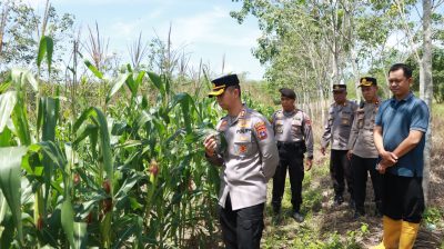 Kapolres Tabalong Tinjau Kebun Jagung di Dua Lokasi untuk Dukung Ketahanan Pangan