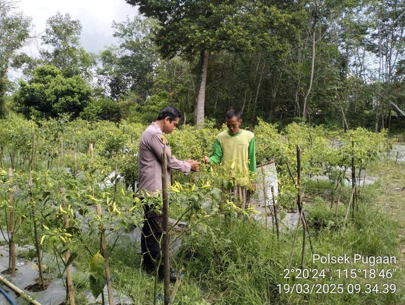 Sambangi Petani Cabai, Ini Yang Disampaikan Anggota Polsek Pugaan