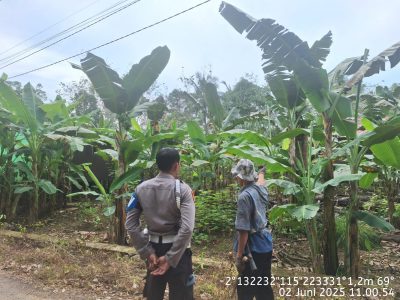 Mendukung Ketahanan Pangan, Personil Polsek Muara Harus Kunjungi Pekarangan Warga yang Ditanami Pohon Pisang