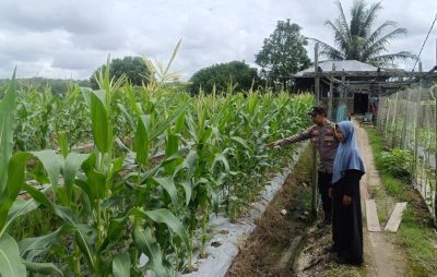 Dukung Ketahan Pangan,Bhabinkamtibmas Ini Kunjungi Perkebunan Jagung