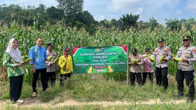 Polsek Muara Harus Melaksanakan Panen Raya Jagung Kuartal III Tahun 2025, Dalam Rangka Mendukung Swasembada Pangan Nasional