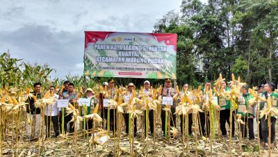 PANEN JAGUNG PERDANA TAHUN 2026 DI DESA KASIAU, WUJUD DUKUNGAN KETAHANAN PANGAN