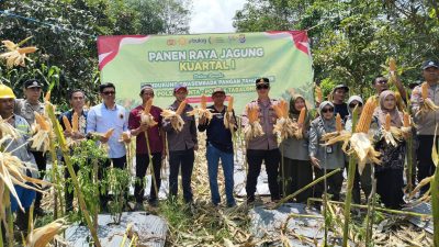 Polres Tabalong Gelar Panen Raya Jagung Hibrida Kuartal I 2026, Dukung Ketahanan Pangan Nasional