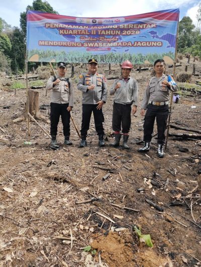 Dukung Ketahanan Pangan, Polsek Upau Tanam Jagung 1 Hektare Bersama Petani Binaan