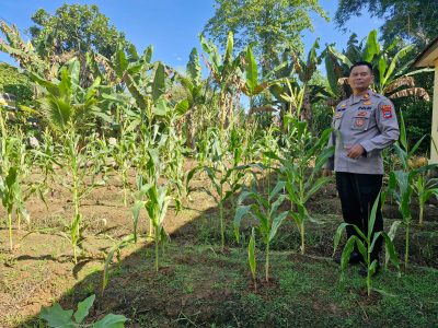 Wujudkan Kemandirian Pangan, Polsek Muara Harus Tanam Jagung Pakan di Pekarangan Mako
