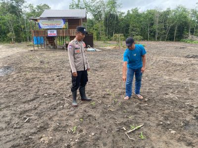 Pengecekan Pertumbuhan Lahan Jagung Pakan Di Desa Pasar Panas Kec. Kelua
