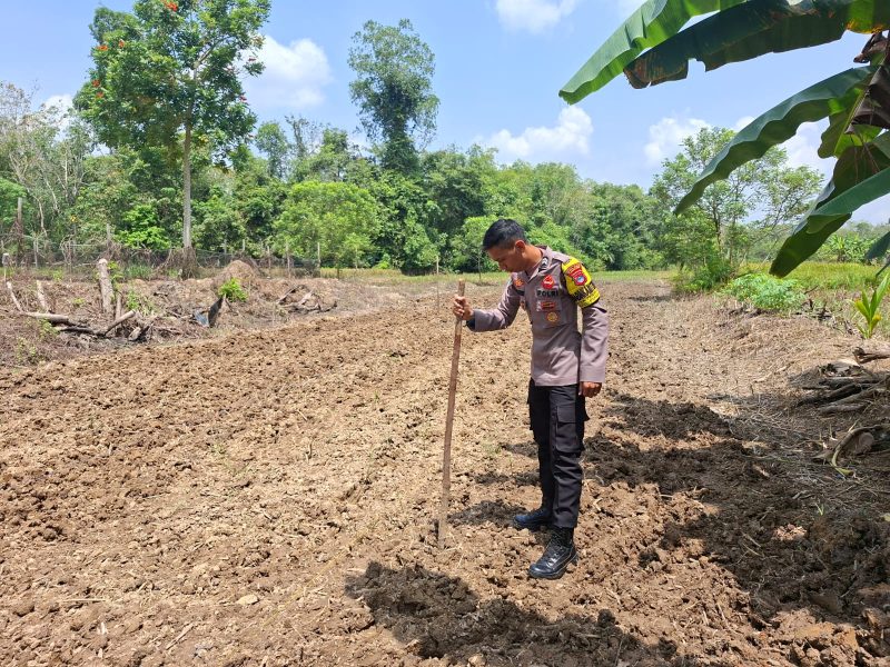 Anggota Polsek Pugaan Melakukan Penanaman Jagung Dukung Ketahanan Pangan