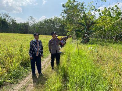 Polsek Muara Harus Lakukan Pengecekan Lahan Jagung Pakan Di Desa Harus, Dukung Program Ketahanan Pangan