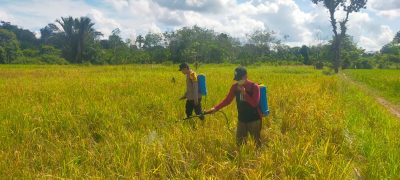 Penyemprotan Herbisida Guna Persiapan Tanam Jagung Hibrida Di Desa Harus
