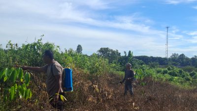 Tak Hanya Penyemprotan Herbisida, Polsek Pugaan Juga Lakukan Pengecekan Jagung Pasca Tanam