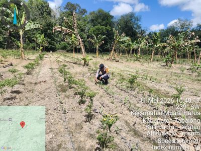 Pastikan Pertumbuhan Jagung Normal, Polsek Muara Harus Lakukan Pengecekan Lahan Jagung Pakan