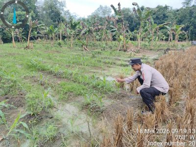 Pastikan Pertumbuhan Jagung Pakan Pasca Tanam,Polsek Muara Harus Intensifkan Pemantauan Pertumbuhan