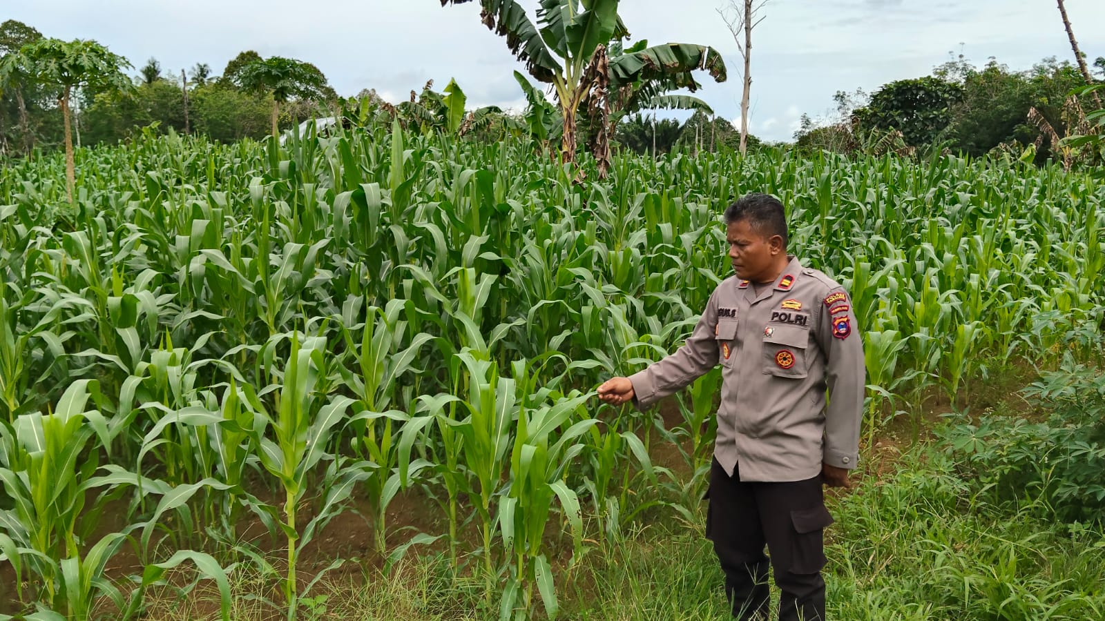 Kawal Ketahanan Pangan Nasional, Kapolsek Jaro Pantau Pertumbuhan Jagung di Sektor Pertanian
