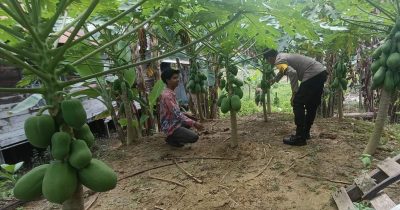 Bhabinkamtibmas Ini Sambangi Perkebunan Pepaya Di Desa Bangkiling Raya