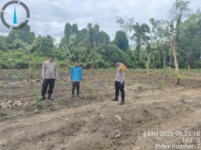 Kanit Binmas Dan Bhabinkamtibmas Lakukan Pengecekan Pertumbuhan Tanaman Jagung Pakan Di Desa Padangin