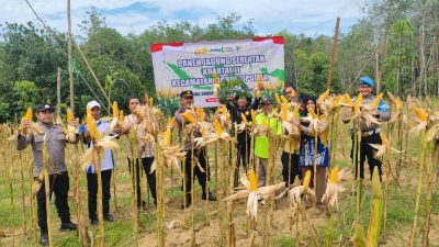 Panen Jagung Pakan Kuartal II di Desa Kasiau Raya, Dukung Program Ketahanan Pangan Nasional