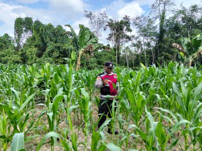 Dukung Ketahanan Pangan, Polsek Muara Harus Cek Pertumbuhan Jagung Pakan di lahan Poktan Desa Padangin