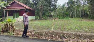 Dukung Swasembada Pangan, Polsek Banua Lawas Monitoring Pertumbuhan Jagung Bersama Kelompok Tani