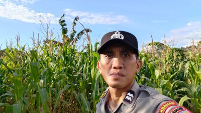 Polsek Jaro Monitoring Lahan Jagung Pakan, Wujud Kepedulian terhadap Petani