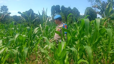 Polsek Muara Harus Lakukan Nonitoring Pertumbuhan Jagung Pakan Di Desa Padangin