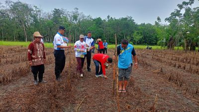 Penanaman Jagung Pakan Kuartal II, Polsek Muara Harus Kolaborasi Poktan Harapan Tanam Jagung di Desa Harus