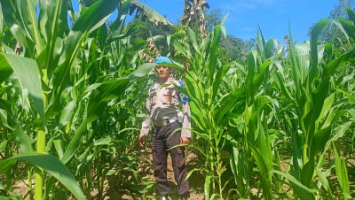 Polsek Muara Harus Lakukan Nonitoring Pertumbuhan Jagung Pakan Di Desa Padangin