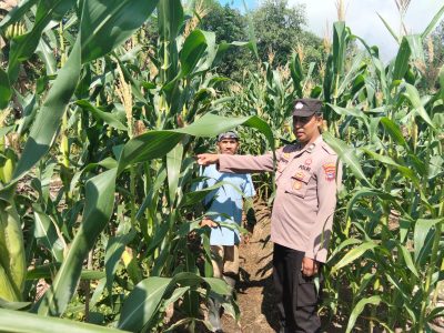 Polsek Muara Harus Cek Langsung Pertumbuhan Jagung Pakan Di Desa Padangin Dukung Ketahanan Pangan