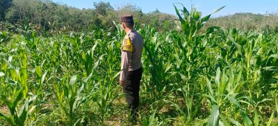 Polsek Haruai Cek Lahan Jagung Hibrida Poktan Sumber Makmur, Dukung Ketahanan Pangan Tahun 2026