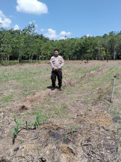 Personil Polsek Muara Harus Cek Pertumbuhan Jagung Pakan di Lahan Kelompok Tani Harapan Kita Desa Harus