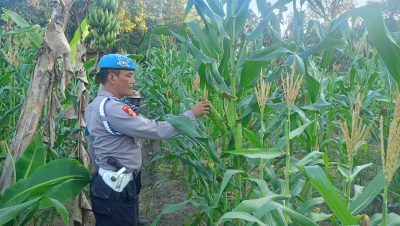 Personil Polsek Muara Harus Cek Pertumbuhan Jagung Pakan di Desa Padangin, Dukung Ketahanan Pangan