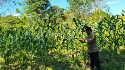 Polsek Tanta Monitoring Lahan Jagung Hibrida Poktan Panca Warga, Perkuat Ketahanan Pangan Kuartal II Tahun 2026