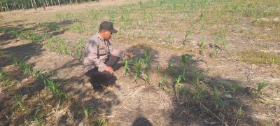 Polsek Muara Harus Cek Pertumbuhan Jagung Pakan, Wujud Dukungan Polri terhadap Program Ketahanan Pangan